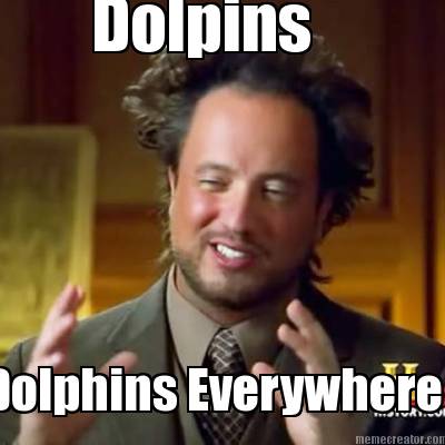 dolpins-dolphins-everywhere