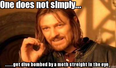 one-does-not-simply...-.......get-dive-bombed-by-a-moth-streight-in-the-eye