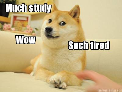 much-study-wow-such-tired