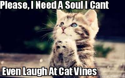 please-i-need-a-soul-i-cant-even-laugh-at-cat-vines