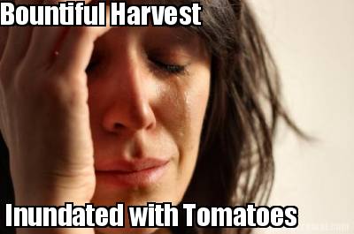 bountiful-harvest-inundated-with-tomatoes