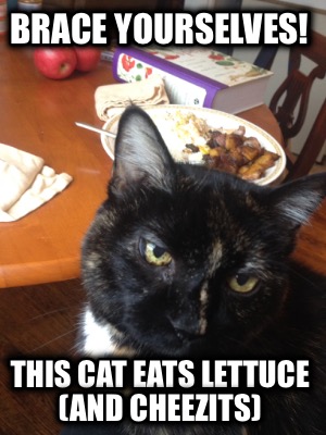 brace-yourselves-this-cat-eats-lettuce-and-cheezits