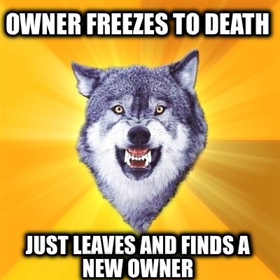 owner-freezes-to-death-just-leaves-and-finds-a-new-owner
