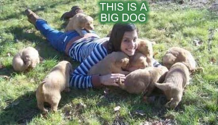 this-is-a-big-dog