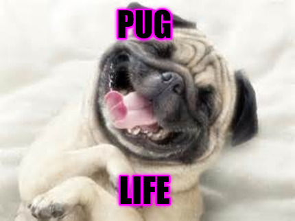 pug-life