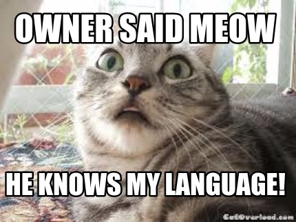 owner-said-meow-he-knows-my-language