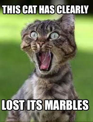 this-cat-has-clearly-lost-its-marbles