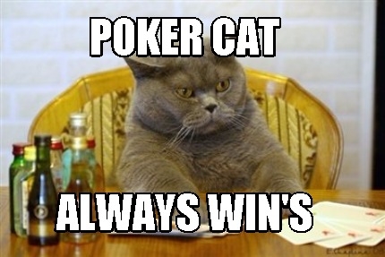 poker-cat-always-wins9
