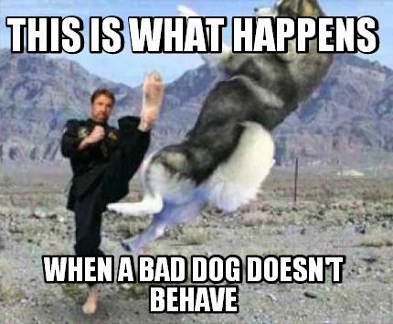 this-is-what-happens-when-a-bad-dog-doesnt-behave