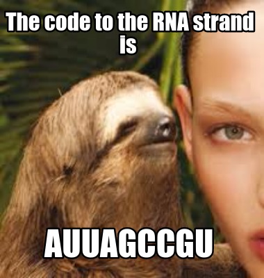 the-code-to-the-rna-strand-is-auuagccgu
