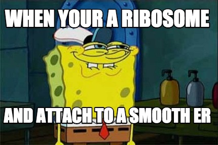 when-your-a-ribosome-and-attach-to-a-smooth-er