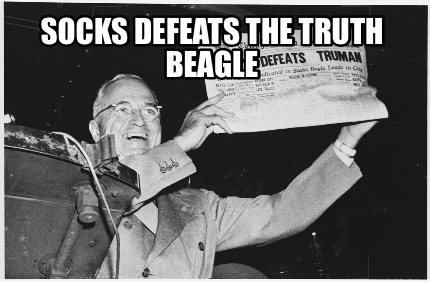 socks-defeats-the-truth-beagle