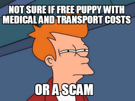 not-sure-if-free-puppy-with-medical-and-transport-costs-or-a-scam