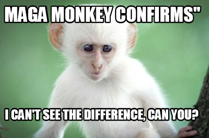 maga-monkey-confirms-i-cant-see-the-difference-can-you
