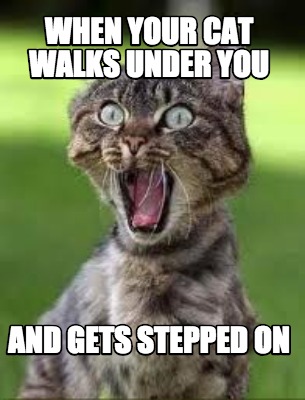 when-your-cat-walks-under-you-and-gets-stepped-on
