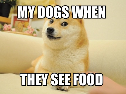 my-dogs-when-they-see-food