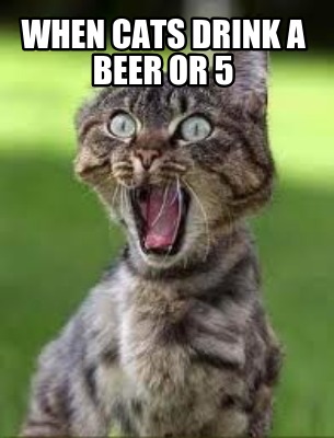 when-cats-drink-a-beer-or-5
