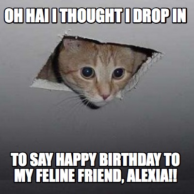oh-hai-i-thought-i-drop-in-to-say-happy-birthday-to-my-feline-friend-alexia