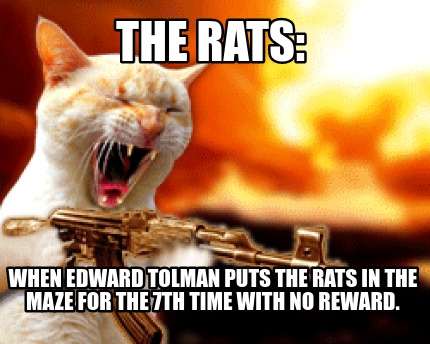 the-rats-when-edward-tolman-puts-the-rats-in-the-maze-for-the-7th-time-with-no-r