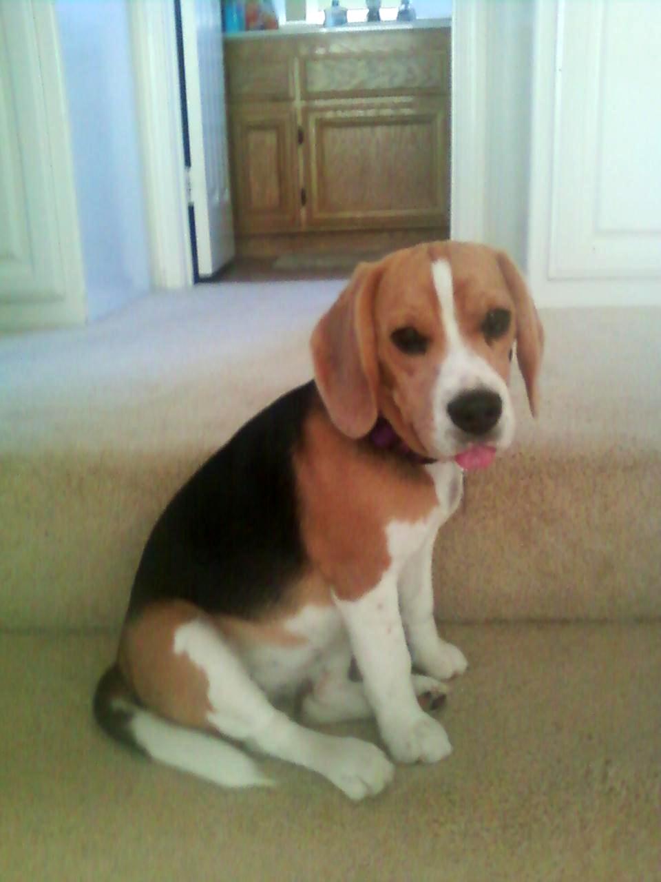 derpy-beagle