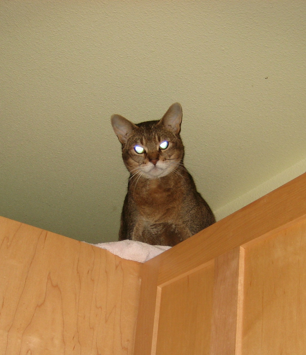 cupboard-cat
