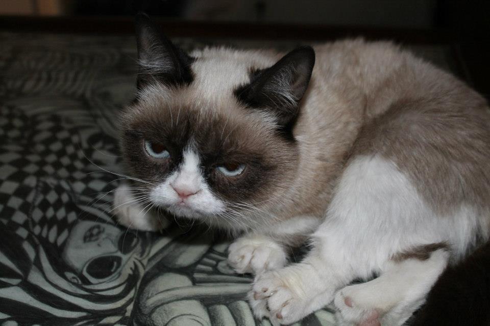 waking-grumpy-cat