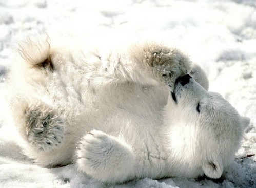 polar-bear-day