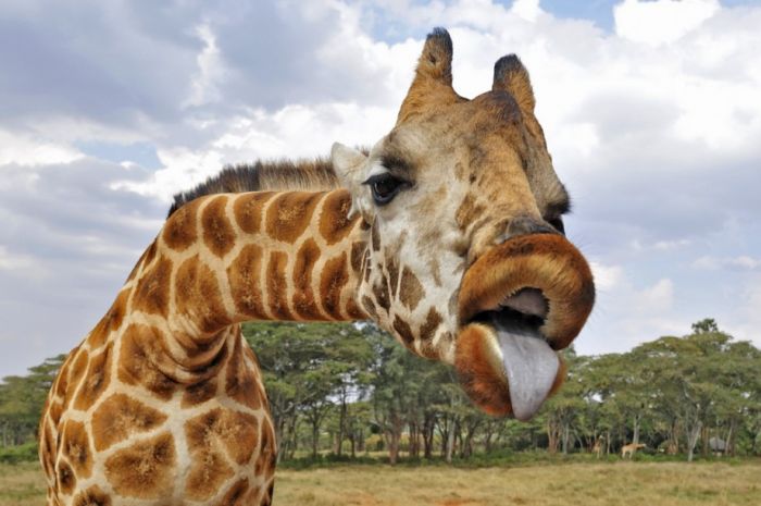astonishing-giraffe