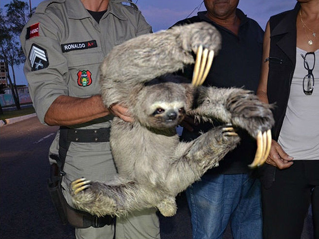 kung-fu-sloth
