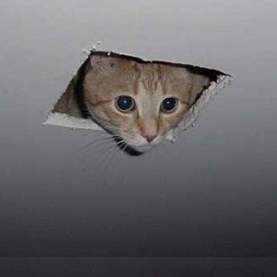 ceiling-cat