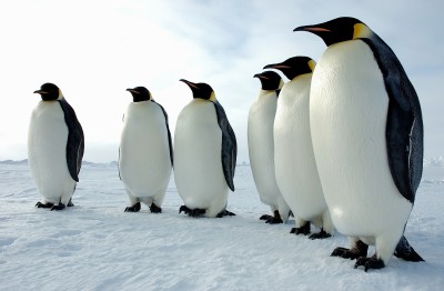 pinguinos