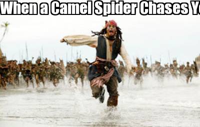 when-a-camel-spider-chases-you