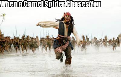 when-a-camel-spider-chases-you2