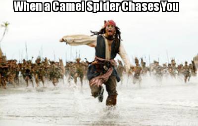 when-a-camel-spider-chases-you24
