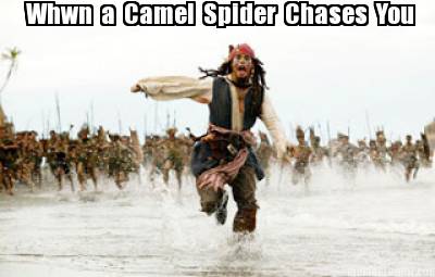 whwn-a-camel-spider-chases-you