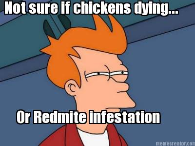 not-sure-if-chickens-dying...-or-redmite-infestation