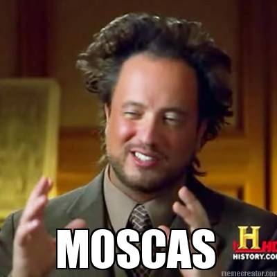 moscas