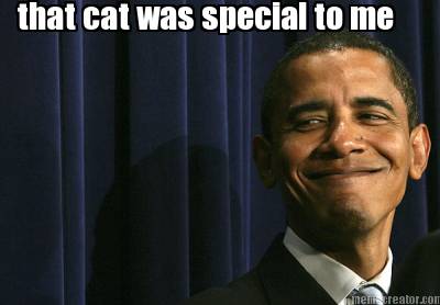 that-cat-was-special-to-me