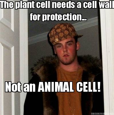 the-plant-cell-needs-a-cell-wall-for-protection...-not-an-animal-cell