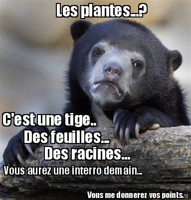 les-plantes...-cest-une-tige..-des-feuilles...-des-racines...-vous-aurez-une-int