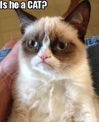 is-he-a-cat