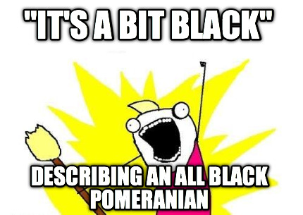 its-a-bit-black-describing-an-all-black-pomeranian