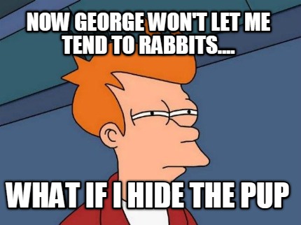 now-george-wont-let-me-tend-to-rabbits....-what-if-i-hide-the-pup