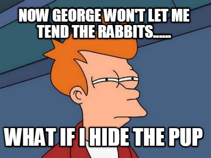 now-george-wont-let-me-tend-the-rabbits......-what-if-i-hide-the-pup