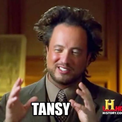 tansy