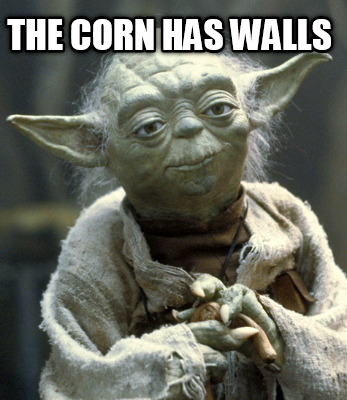 the-corn-has-walls