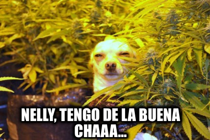 nelly-tengo-de-la-buena-chaaa