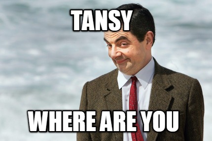 tansy-where-are-you