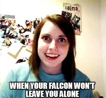 when-your-falcon-wont-leave-you-alone
