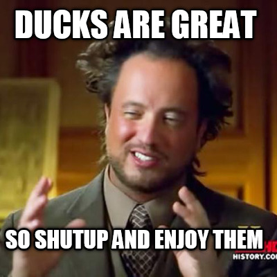 ducks-are-great-so-shutup-and-enjoy-them